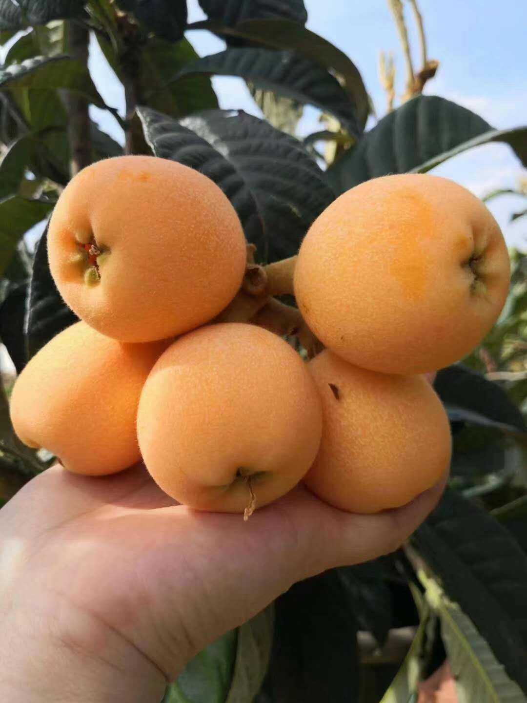 大五星枇杷苗 杯苗，地苗 苗子相对漂亮产地直销