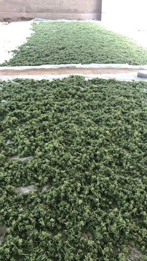 东宁市山葱又名茖葱