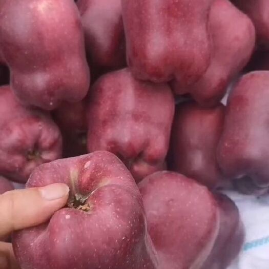 甘谷县花牛苹果，高次果自己吃最实惠，需要的朋友联系，