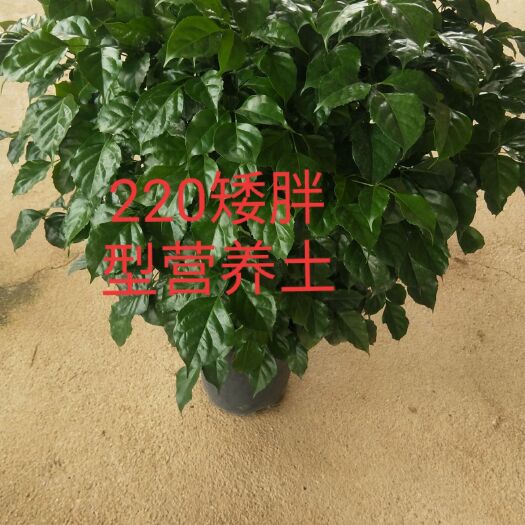 佛山幸福树盆栽 幸福树，自家基地直销，纯营养土呢！超肥型，有要的吗？靓货！