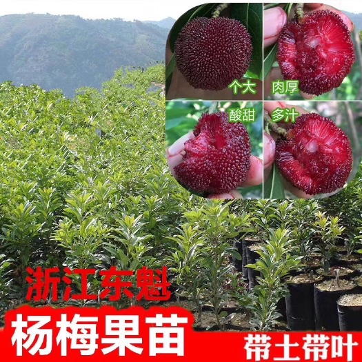 普宁市杨梅树 浙江东魁杨梅嫁接苗