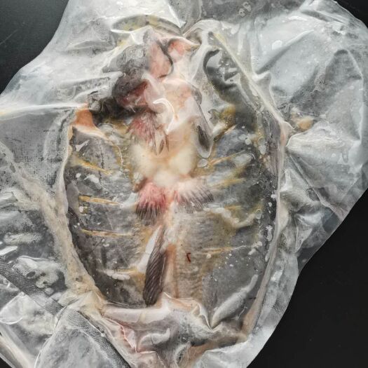 建湖县黑鮰鱼  斑点叉尾鮰鱼黑背