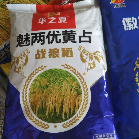 荆州 杂交稻，长粒。卖湿谷。