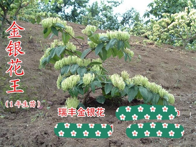隆回县湘蕾金银花苗  金银花王金翠蕾高产抗病易采摘成本低效益高
