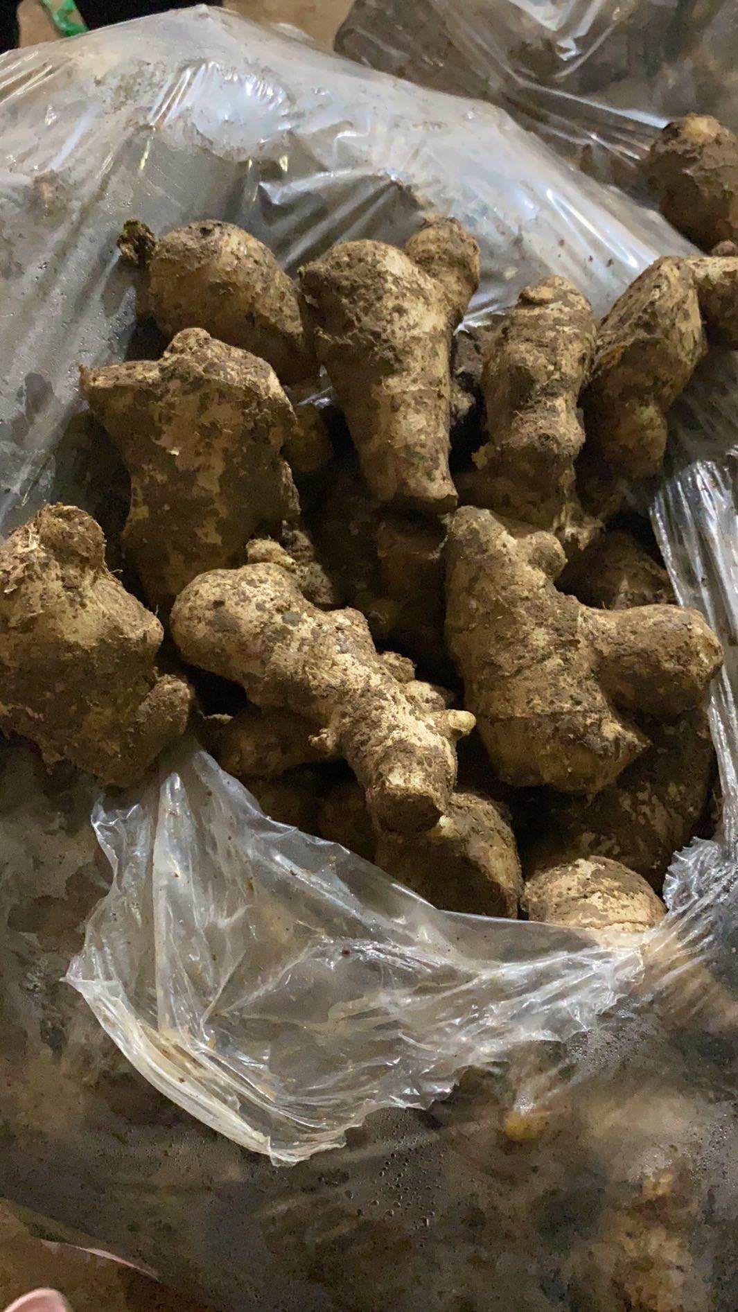 小黄姜  山东优质鲜姜，老姜，小黄，姜种，姜巴，姜常年供应