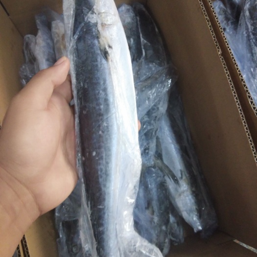 荣成市 鲅鱼马鲛鱼