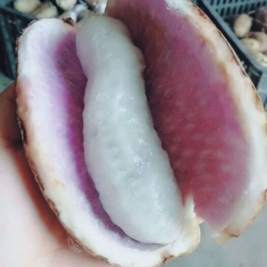 龙里县麻皮八月瓜  八月瓜，八月炸