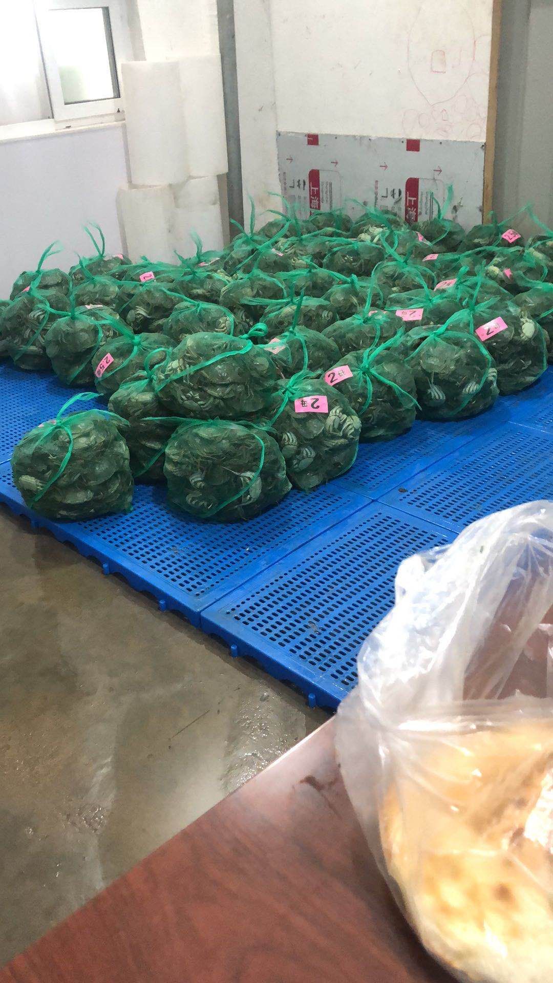江苏兴化红膏大闸蟹精品蟹 (非挑膏蟹）塘口直发批发零售