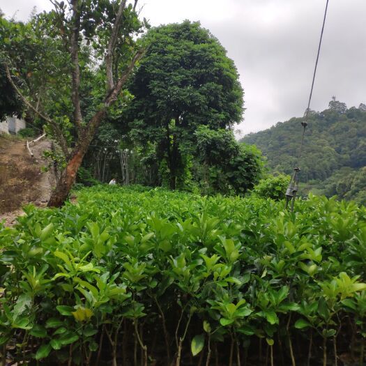 容县红宝石葡萄柚苗 红宝石，三红，桂柚，白肉，青柚…