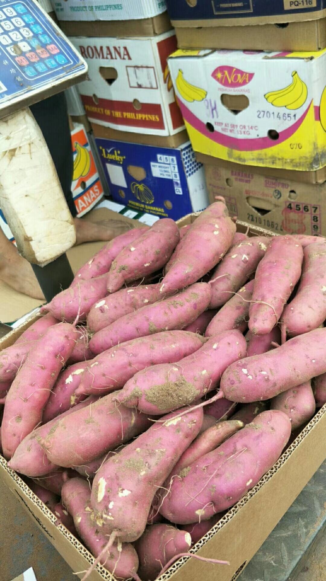 沙地红薯 新地瓜已上市