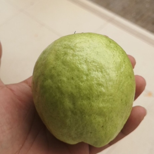 南宁广西白心番石榴一件代发产地直发包邮