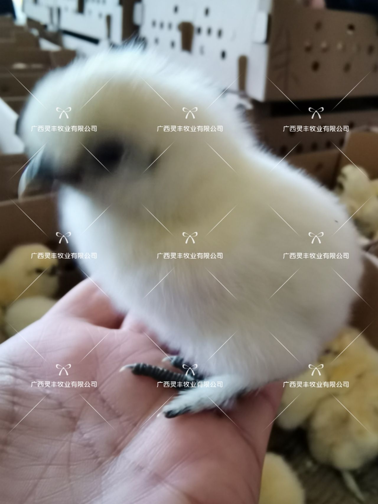 乌骨鸡苗  竹丝鸡苗 白凤乌鸡苗，包运输成活，灵丰孵化场供应