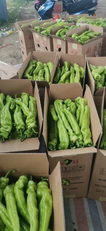 尖椒 暖棚精品辣椒大量上市