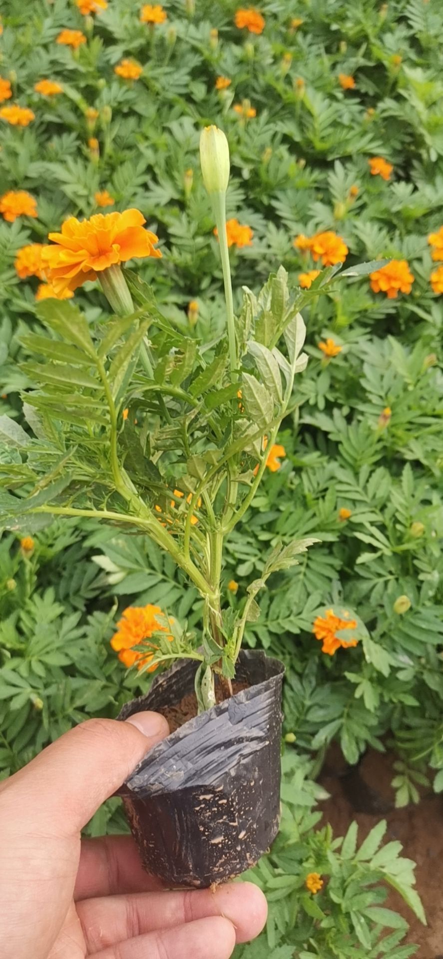 孔雀草