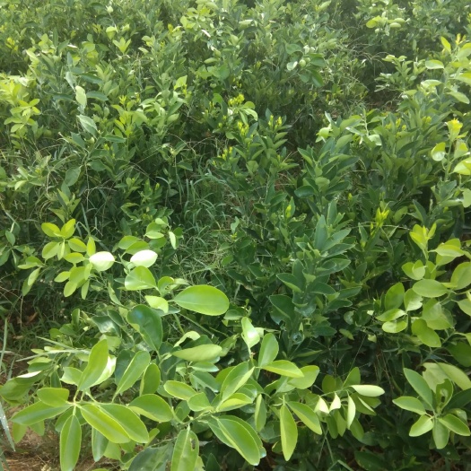 新宁县纽荷尔脐橙枝条  出售脐橙苗