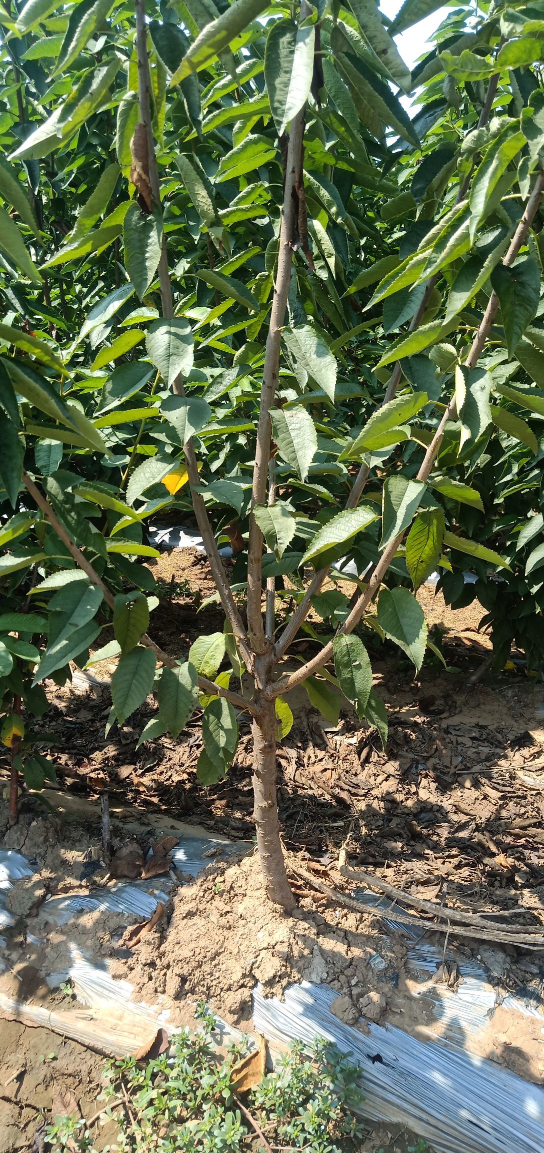 俄罗斯8号樱桃苗  车厘子嫁接樱桃苗美早瑞德黑珍珠矮化樱桃树苗免费提供技术指导