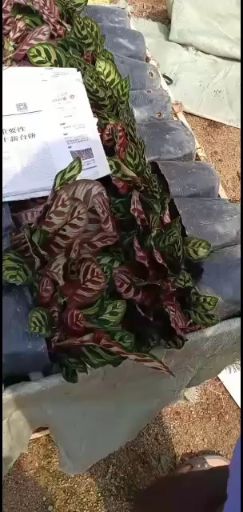 福建漳平孔雀竹芋苗欢迎各位老板沟通洽谈