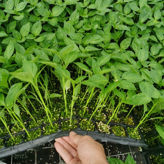 寿光市 优质健康耐寒尖椒苗