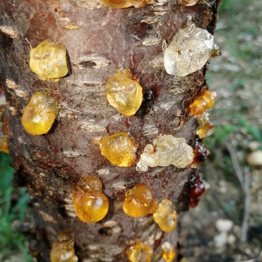 随县食用桃胶  村民种植采摘天然优质桃胶
