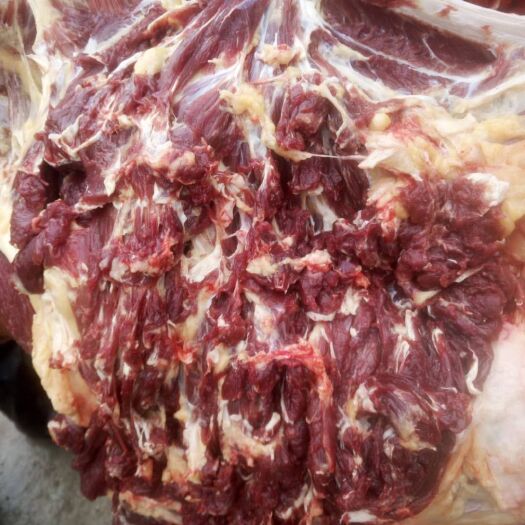 松潘县藏族牦牛肉 牛肉   牦牛肉    鲜货   冻货都有   现货
