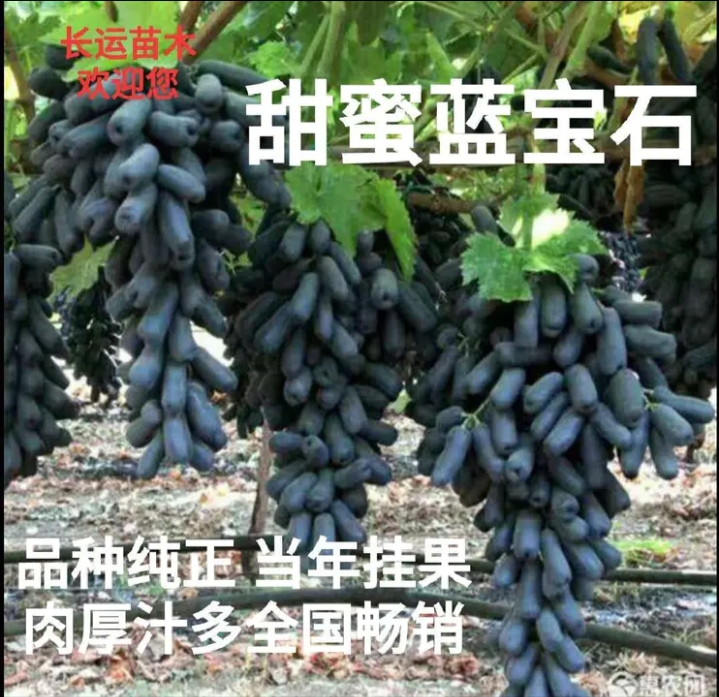 平邑县甜蜜蓝宝石葡萄苗  优质嫁接苗 基地直发保湿发货