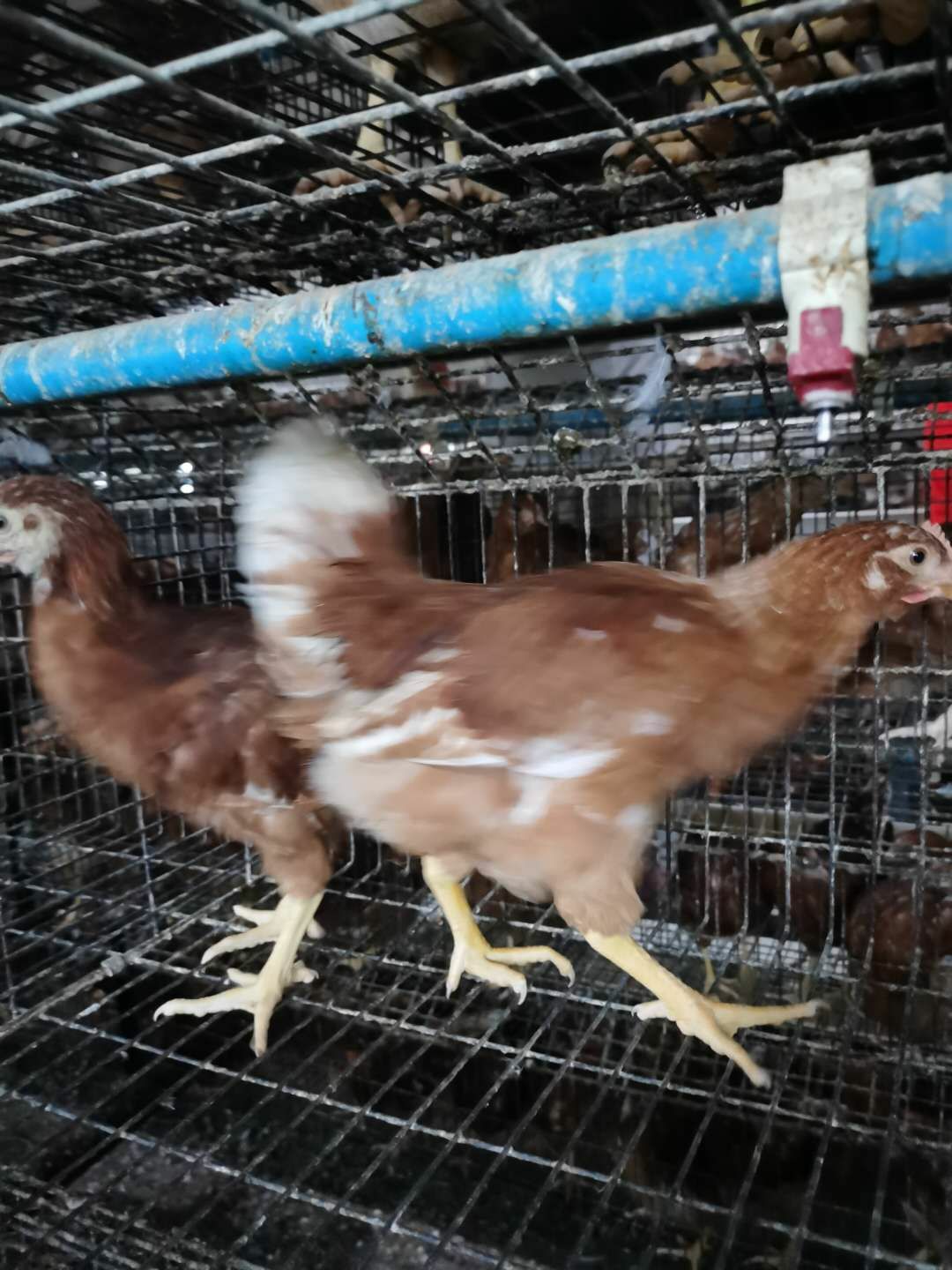 青年鸡 本养殖场常年出售40-90天优质海兰褐，，海兰灰，罗