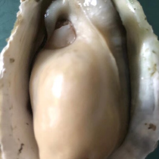 成都乳山牡蛎 海水 1-2两/只 鲜活水产
