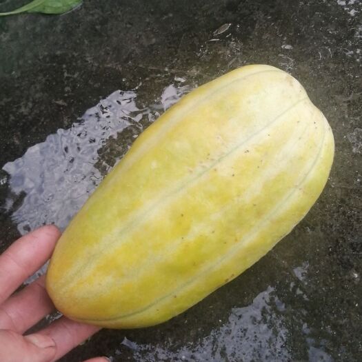郧西县菜瓜 鄂西北农产品“菜黎瓜”、我们只做大自然搬运工、