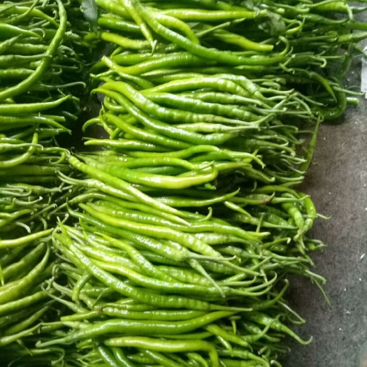 青州市线椒  各种蔬菜大量上市中
