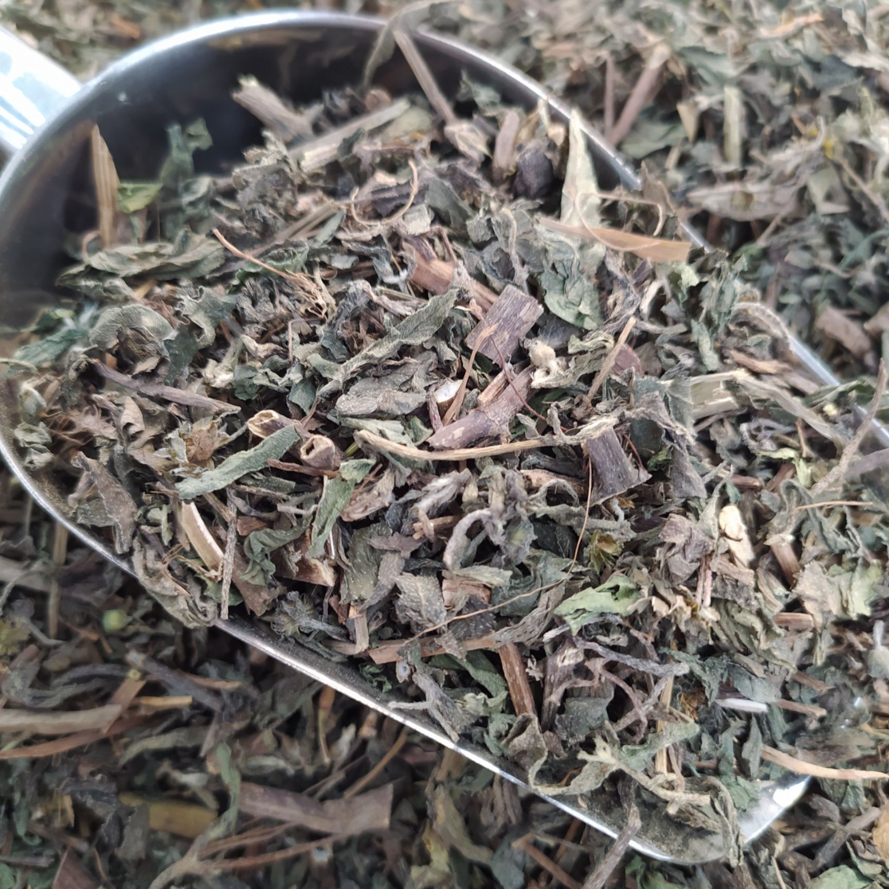  墨旱莲