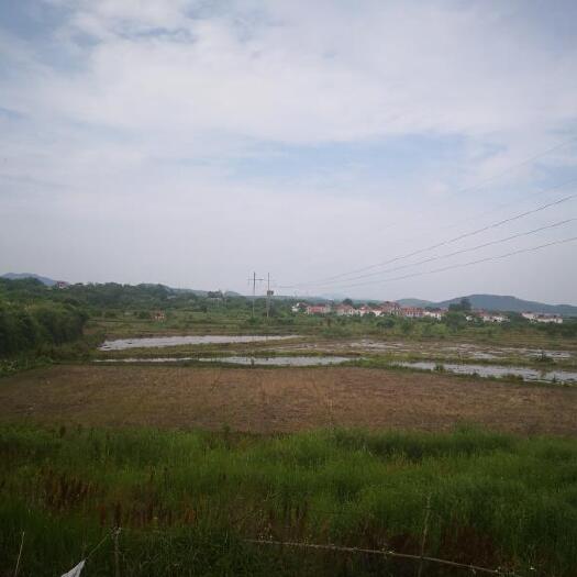 庐山市水浇地 油菜籽水稻种植农田