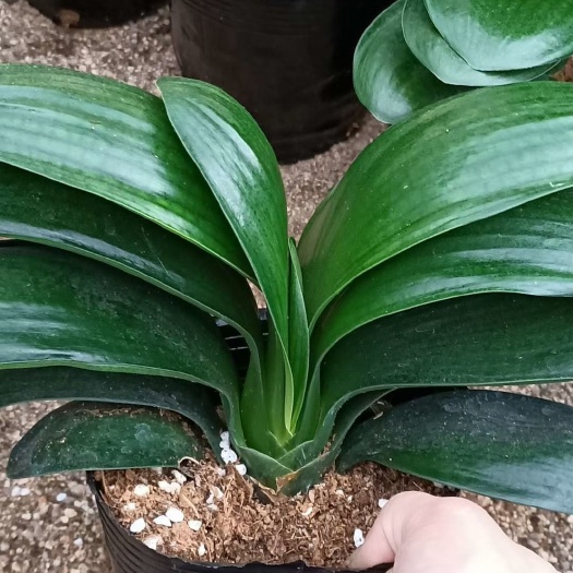 漳平市 四季君子兰盆栽带花苞老苗植物室内大小苗好养当年开花卉圆头和尚