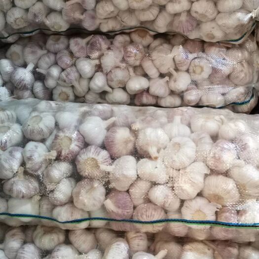 金乡县紫皮蒜 6cm以上 