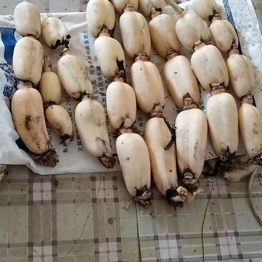 鱼台县鄂莲6号 第一年优质莲常年大量供应