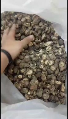 庆元县普通香菇  2-2.5cm小香菇，