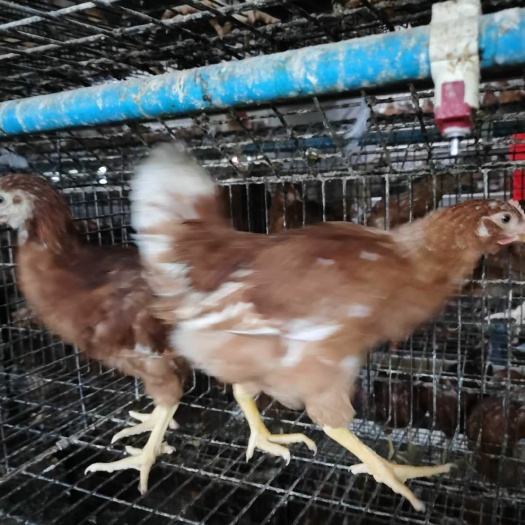  常年饲养出售40-90天优质青年鸡，保证质量，管运输，