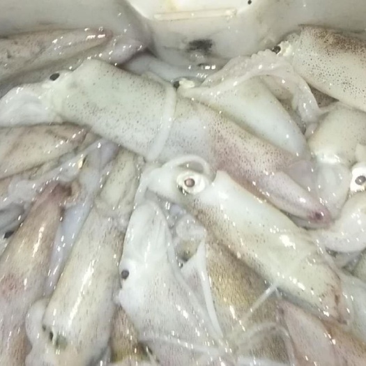 东兴市北部湾带鱼 广西防城港冰鲜海产品