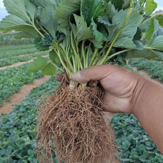 泰安脱毒草莓苗基地 红颜草莓苗 章姬草莓苗 秒香草莓苗批发