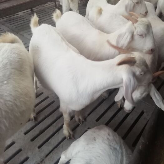 商城县美国大白山羊，种羊 优质品种，长势快，繁殖率高，适应能力强