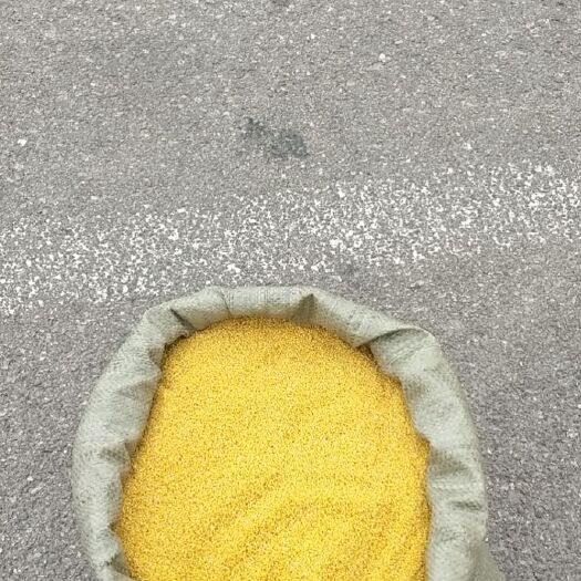 寿阳县黄小米 