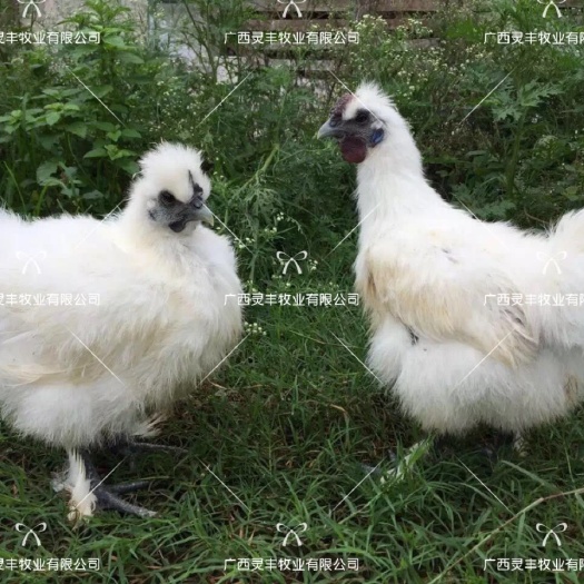 南宁乌骨鸡苗  竹丝鸡苗 白凤乌鸡苗，包运输成活，灵丰孵化场供应