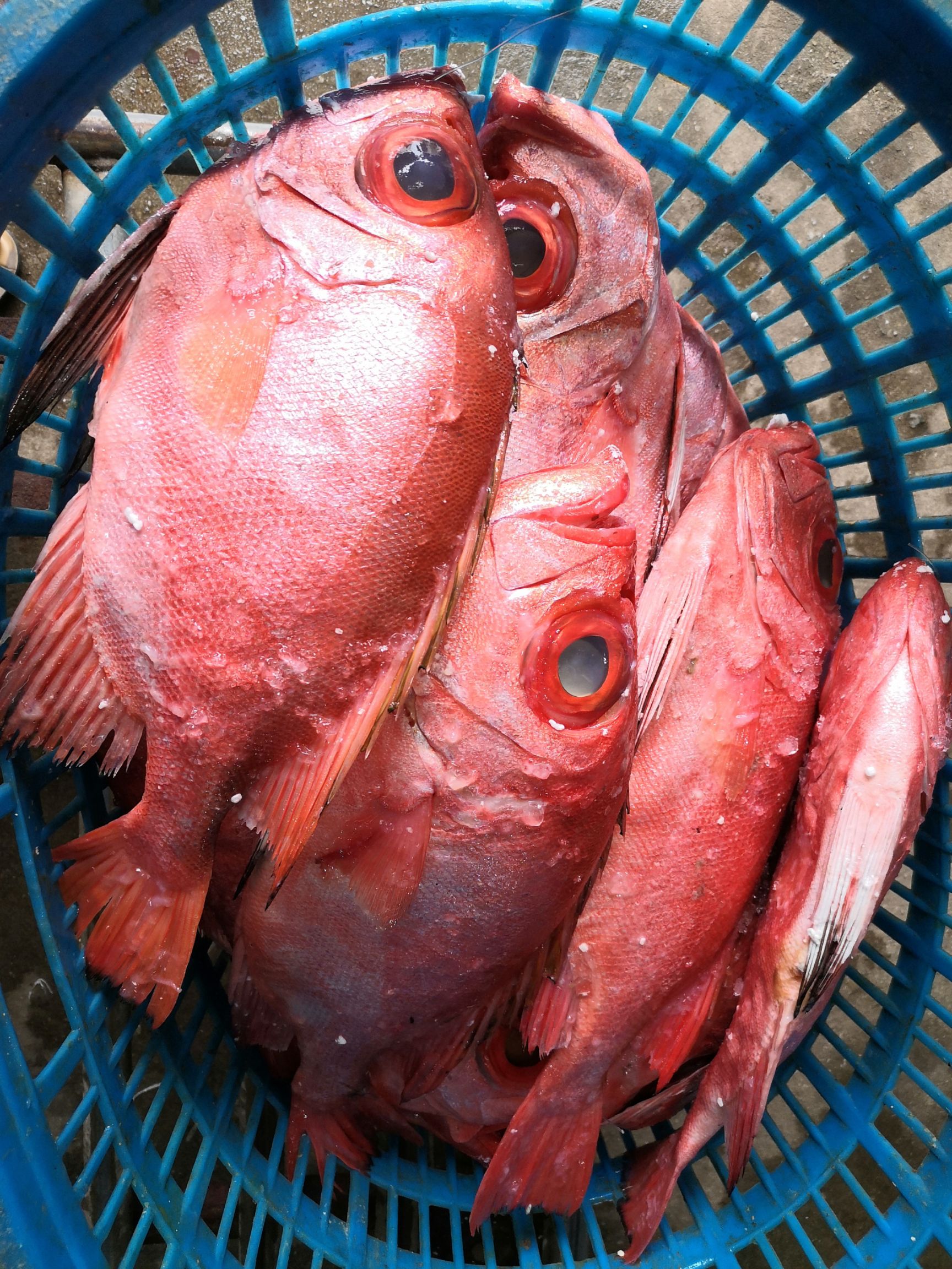 真鲷 [刺身食材]海钓大眼鸡