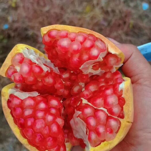 玉龙县云南石榴  自家种植的软籽石榴、汁多味美、