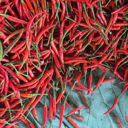 太康县 大量出售精品艳红辣椒，每天货源量在7000斤左右，