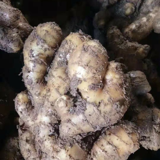 莒县小黄姜  山东优质鲜姜，老姜，小黄，姜种，姜巴，姜常年供应