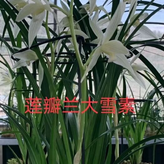 云龙县 莲瓣兰大雪素批发