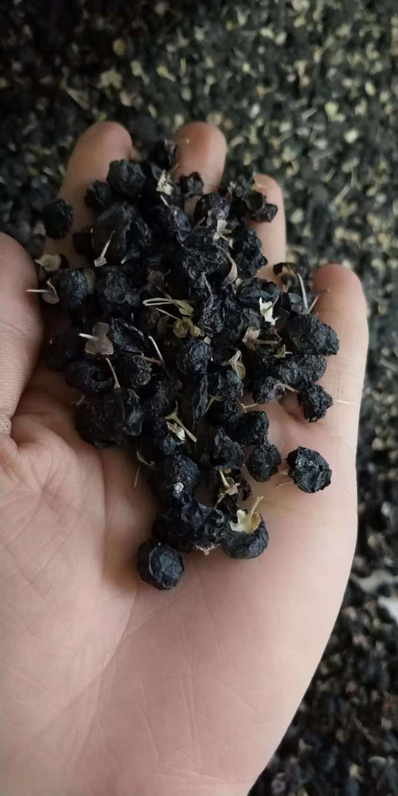 新疆阿克苏特产黑枸杞