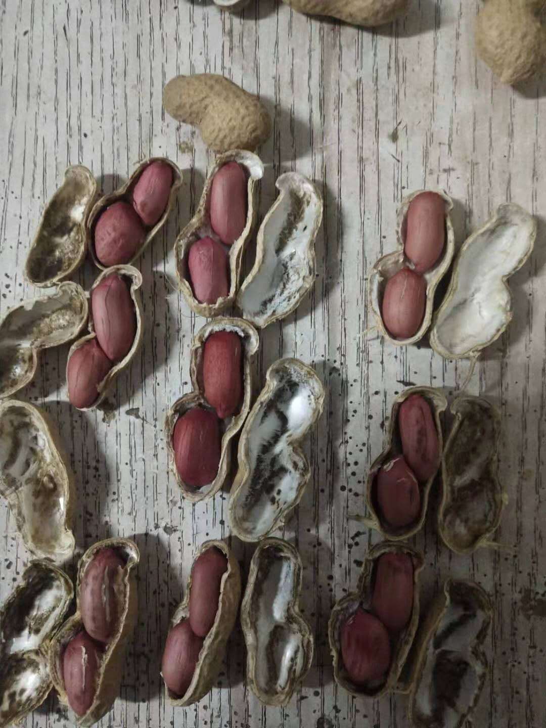 河南宁陵花生芽 新鲜芽苗菜 产地直发