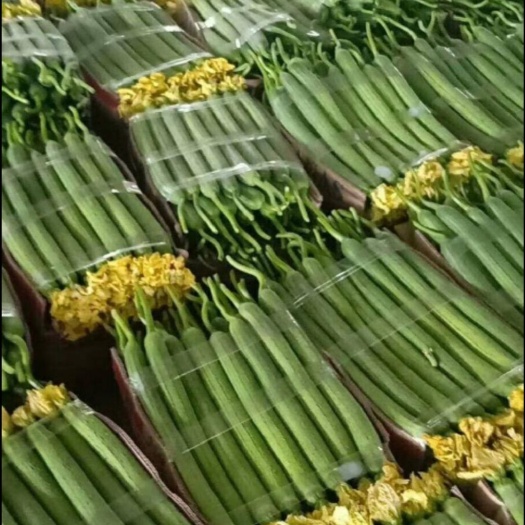寿光市鲜花丝瓜 精品丝瓜！产品好，价格低！