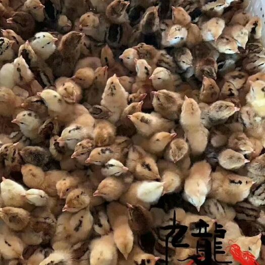 广州k9肉鸡苗882 k9